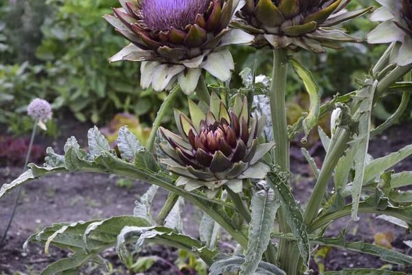 Primer Plano Flores Cínara Creciendo Campo — Foto de Stock