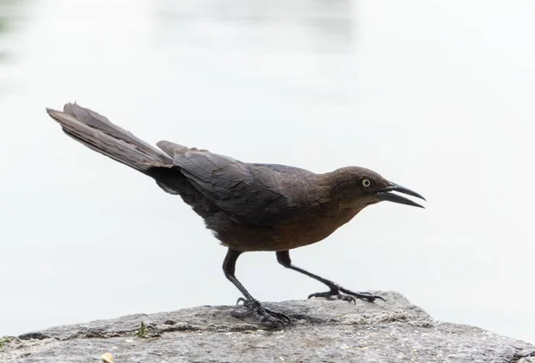 Closeup Shot Beautiful Raven Sharp Beak Sitting Rock — Stock Photo, Image