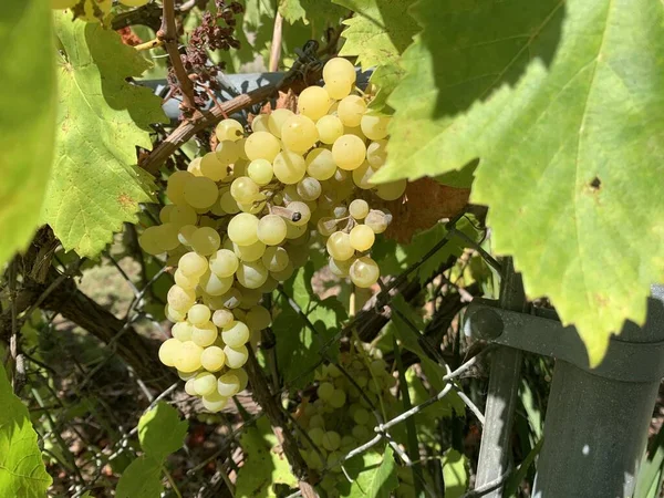 Las Uvas Blancas Maduras Deliciosas Jardín — Foto de Stock