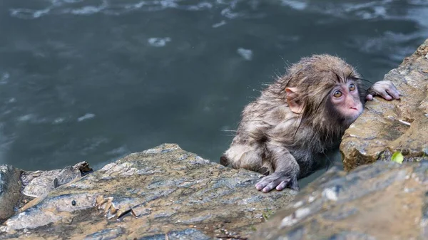 Singe Des Neiges Des Juvéniles Macaques Japonais Accrochent Aux Rochers — Photo