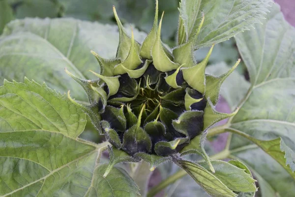 Selective Focus Shot Beautiful Sunflower Blooming Garden — Stock Photo, Image