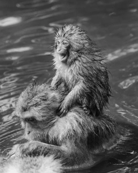 雪猴日本长野地区的温泉里 日本猕猴少年从它父母的肩上呼唤着 — 图库照片