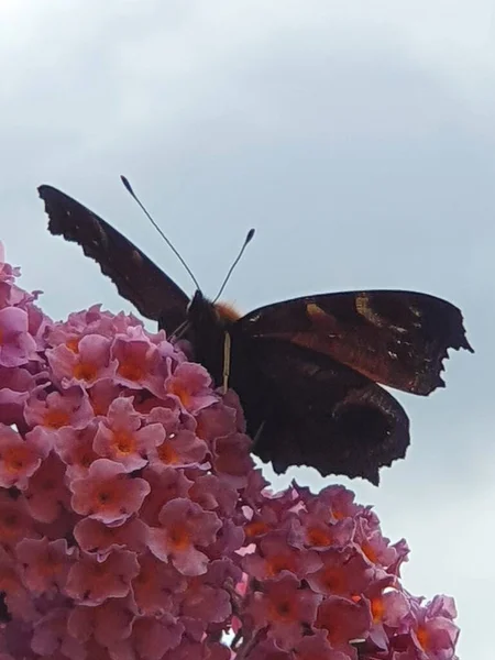 Крупный План Черной Бабочки Сидящей Цветке — стоковое фото