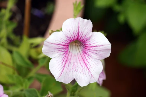 Tiro Seletivo Foco Flor Branca Petunia Axillaris — Fotografia de Stock