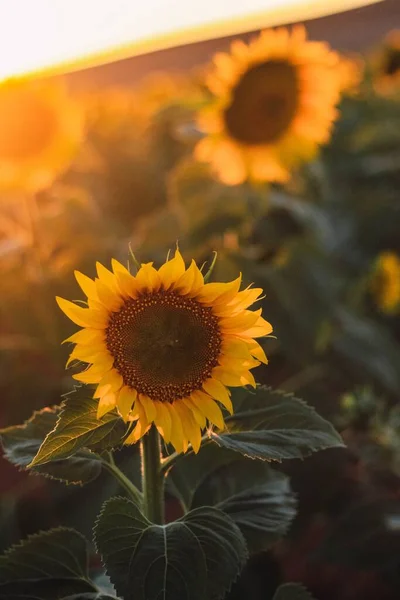 Primer Plano Vertical Hermoso Girasol Creciendo Campo Soleado —  Fotos de Stock