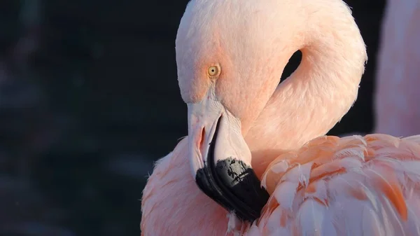 Közelkép Egy Gyönyörű Rózsaszín Flamingóról Nap Alatt — Stock Fotó