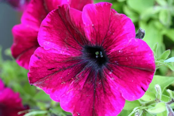 Une Mise Point Sélective Pétunias Roses Genre Fleur — Photo