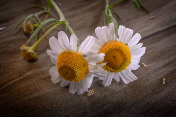 Una Toma Alto Ángulo Margaritas Color Blanco Sobre Una Superficie — Foto de Stock