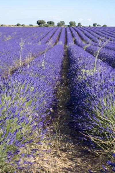 Vertical Shot Lavender Field Brihuega Guadalajara Spain — Stock Photo, Image
