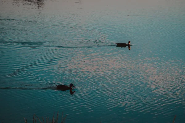 Kachny Plavající Jezeře Chycené Během Dne — Stock fotografie