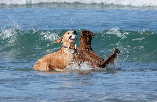 Adorable dogs playing with a ball in the ocean water of Del Mar dog beach in California