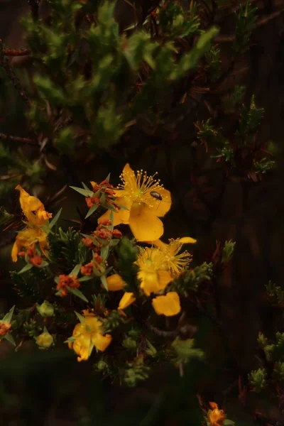 Eine Vertikale Aufnahme Einer Gelben Blume Mit Einem Insekt Darauf — Stockfoto