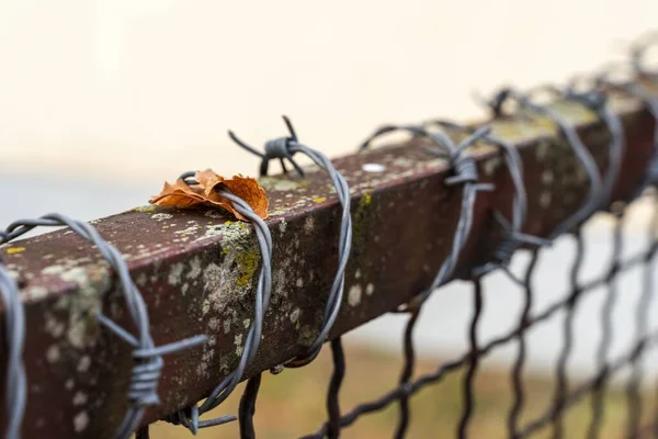 Selective Focus Shot Barbed Wire Fence — Stock Photo, Image