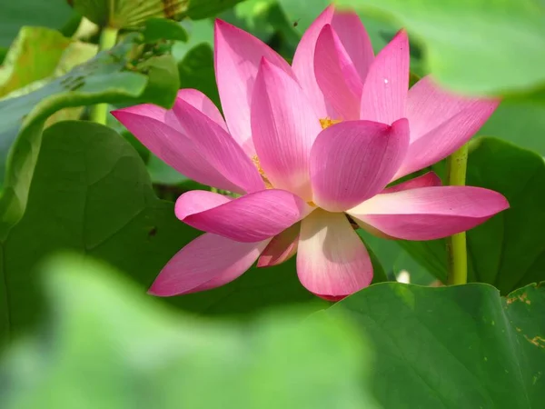 Крупный План Розового Красивого Цветка Лотоса — стоковое фото