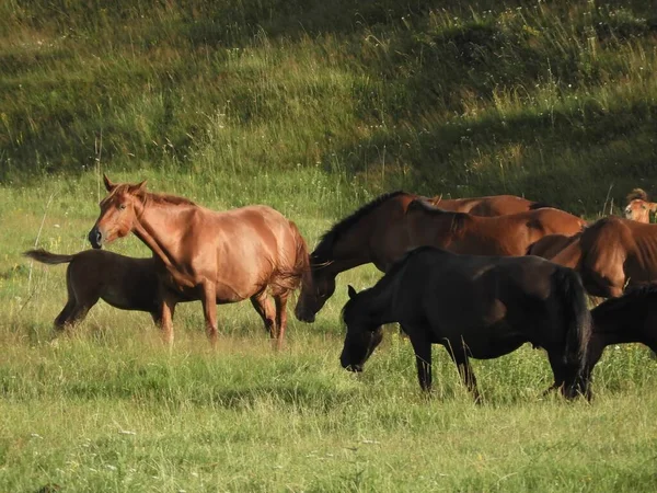 Grupa Brązowych Koni Żywiących Się Trawą Biegających Polu — Zdjęcie stockowe