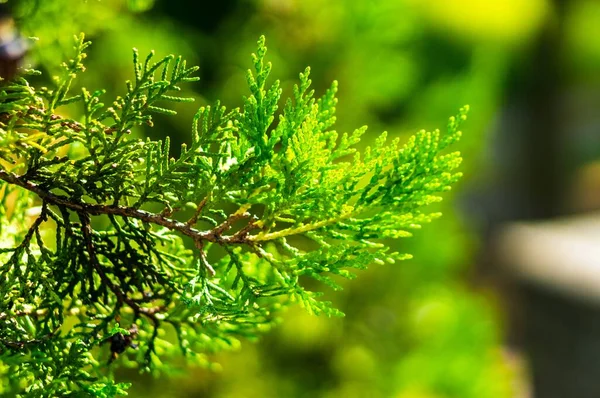 Ein Selektiver Fokusschuss Frischer Grüner Thuja Blätter Freien Bei Tageslicht — Stockfoto