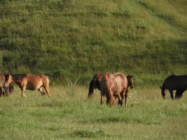 Belo Tiro Grupo Cavalos Marrons Alimentando Grama Campo — Fotografia de Stock