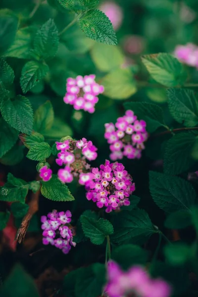 Primer Plano Hermosas Flores Verbena Púrpura Jardín —  Fotos de Stock