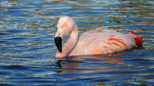 Egy Gyönyörű Rózsaszín Flamingó Úszik Egy Tóban Nap Alatt — Stock Fotó