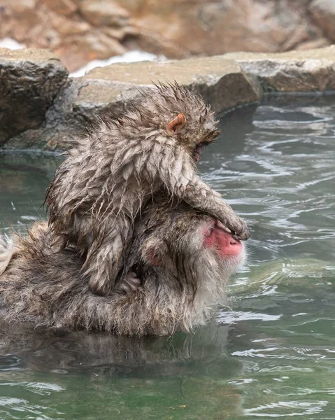 Singe Des Neiges Japonais Juvénile Macaque Met Ses Doigts Dans — Photo