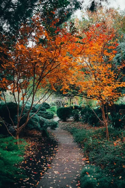 Vacker Utsikt Över Fascinerande Natur Traditionella Stylade Japanska Adelaide Himeji — Stockfoto