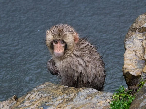 雪猴日本长野地区的日本猕猴回头看他 — 图库照片