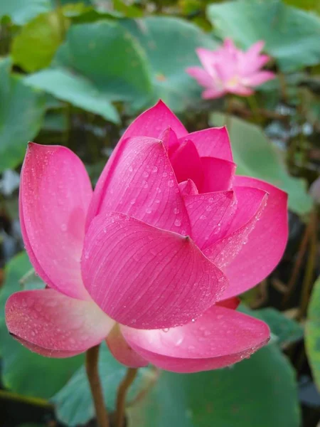 Vertikal Selektiv Fokus Närbild Skott Blommande Lotusblomma Med Vatten Dagg — Stockfoto