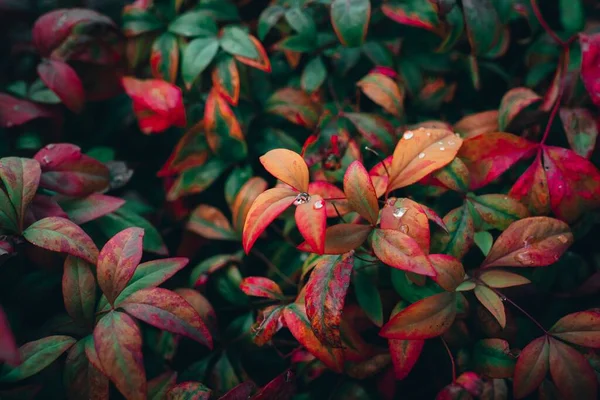 Крупним Планом Знімок Барвистих Осінніх Листя Саду — стокове фото
