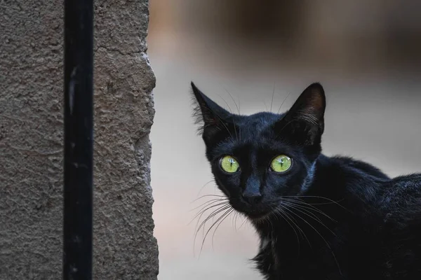 Detailní Záběr Černé Kočky Velkýma Zelenýma Očima — Stock fotografie