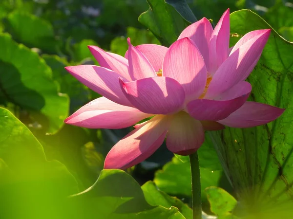 Крупный План Розового Красивого Цветка Лотоса — стоковое фото