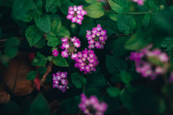 Gros Plan Belles Fleurs Verveine Violette Dans Jardin — Photo