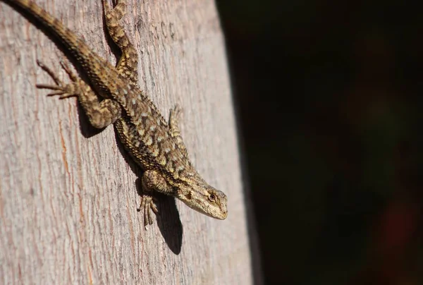 Closeup Shot Western Fence Lizard Tree Trunk Sunlight — Stock Photo, Image