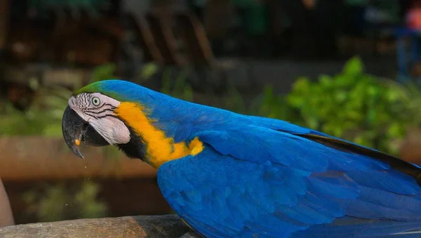 Primer Plano Guacamayo Pie Sobre Madera Pantanal Brasil Con Fondo — Foto de Stock