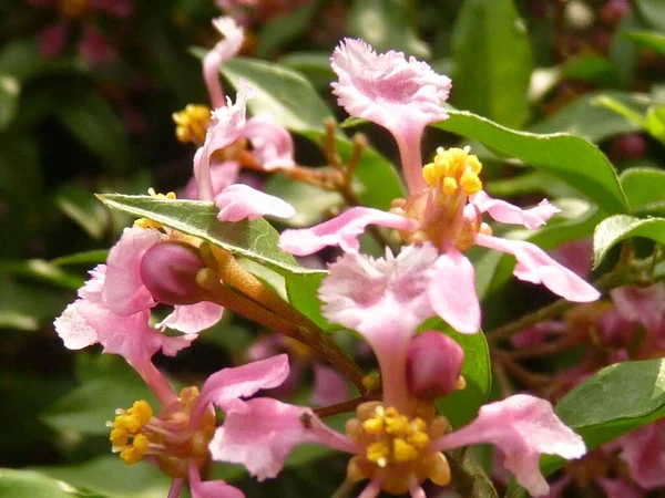 Selective Focus Closeup Shot Flowers Plant Called Malpighia — Stock Photo, Image