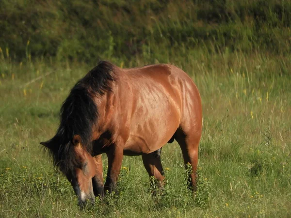 茶色い馬が畑で草に餌をやるシーンです — ストック写真