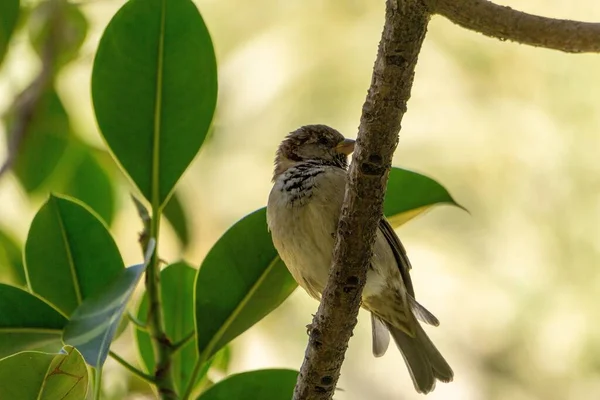 Närbild Liten Fågel Som Sitter Trädgren Med Gröna Blad — Stockfoto