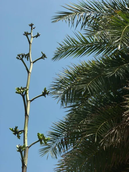 Een Verticaal Laag Hoekige Opname Van Een Palmboom Naast Een — Stockfoto