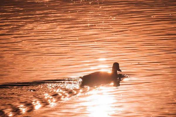Лебедь Озере Захваченном Закате — стоковое фото