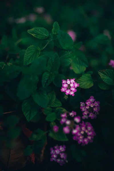 Närbild Bild Vackra Lila Verbena Blommor Trädgård — Stockfoto