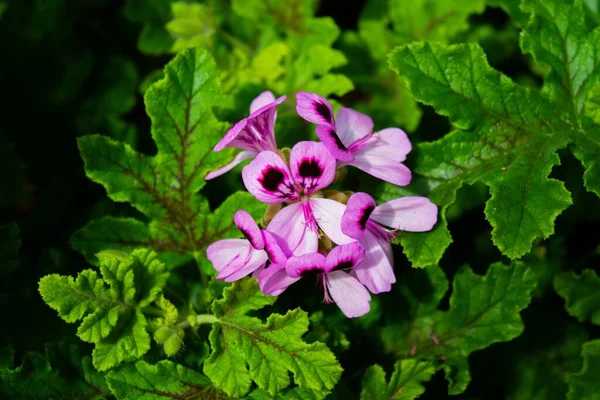 Las Flores Pelargonium Hortorum Púrpura Bellamente Florecidas — Foto de Stock