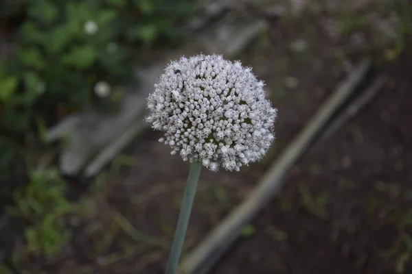Enfoque Selectivo Una Flor Alium Blanco Creciendo Jardín —  Fotos de Stock