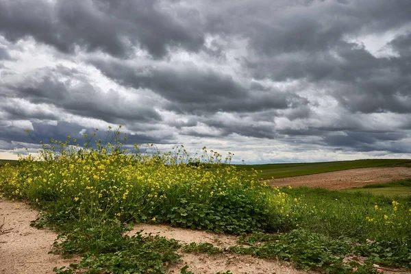 Lungo Campo Ricoperto Verdi Fiori Luccicanti Sotto Bel Cielo Nuvoloso — Foto Stock