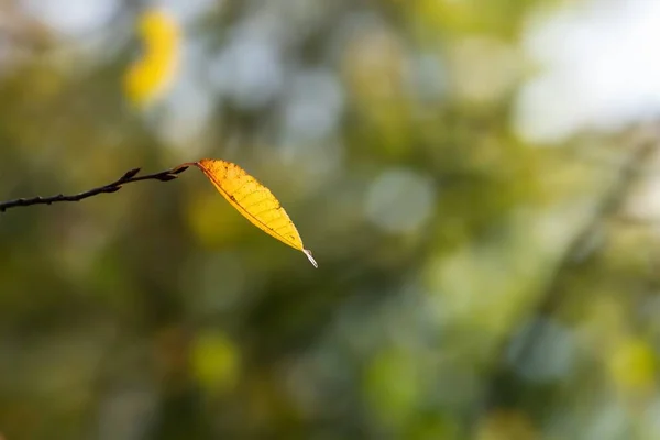枝条上黄秋叶的选择性集中拍摄 — 图库照片