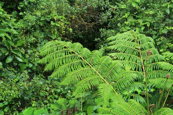 Arbusto Helecho Bosque — Foto de Stock