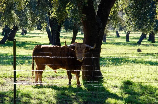 在铁丝网围栏和一棵树旁边的田野里拍到一头公牛的特写镜头 — 图库照片