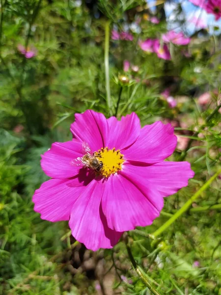 Вертикальний Знімок Яскраво Рожевого Саду Квітка Космос Бджолою Ньому Оточеною — стокове фото