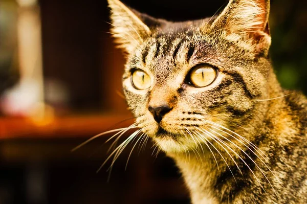 Eine Selektive Fokusaufnahme Einer Katze Tag — Stockfoto