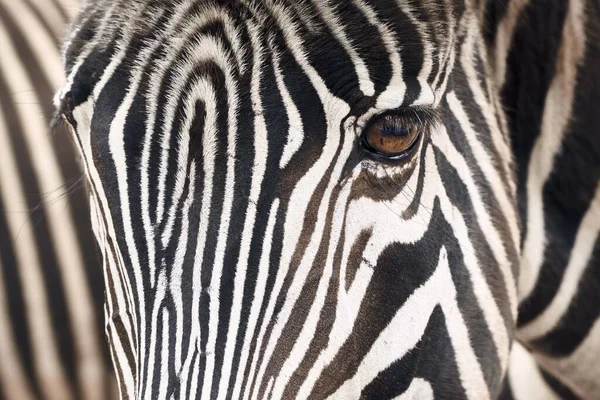 Een Close Shot Van Een Prachtig Zebra Gezicht Met Grote — Stockfoto