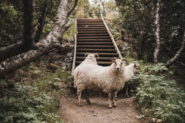 Troupeau Moutons Debout Près Des Escaliers Bois Dans Parc Jour — Photo