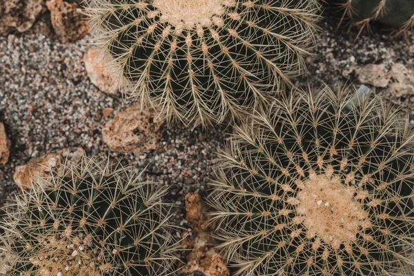 Primer Plano Plantas Cactus Desierto —  Fotos de Stock